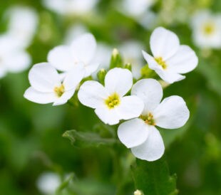 White flowers. Image: Pavel Vakhrushev/Shutterstock.com.