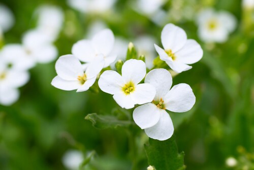 White flowers. Image: Pavel Vakhrushev/Shutterstock.com.