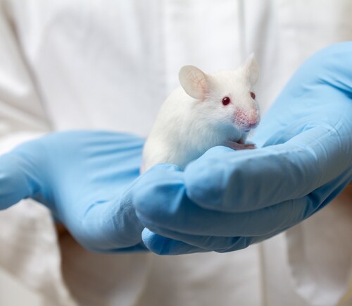 Scientist holding white laboratory mouse (mus musculus) in hands. Image: Mirko Sobotta/Shutterstock.com.