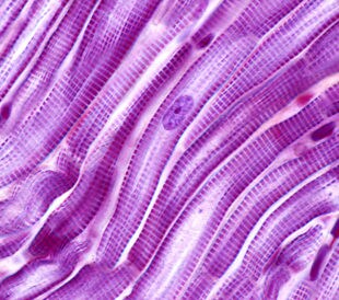 Striated muscle fibers of the heart myocardium. The cardiac myocytes have a central single nucleus and peripheral myofibrils. Light microscope micrograph. Image: Jose Luis Calvo/Shutterstock.com.