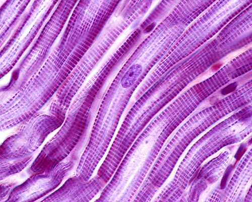 Striated muscle fibers of the heart myocardium. The cardiac myocytes have a central single nucleus and peripheral myofibrils. Light microscope micrograph. Image: Jose Luis Calvo/Shutterstock.com.