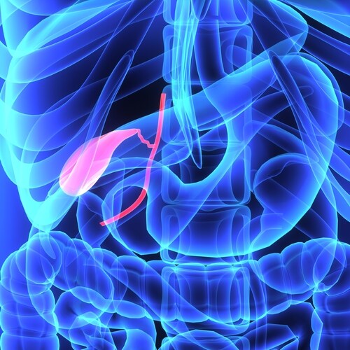 Gall bladder. Image: sciencepics/Shutterstock.com.