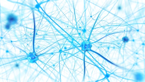 Neurons in the brain on white background. Image: Andrii Vodolazhskyi/Shutterstock.com.