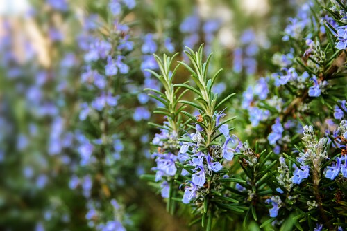 Blossoming rosemary plants in the herb garden, selected focus, narrow depth of field. Image: Maren Winter/Shutterstock.com.