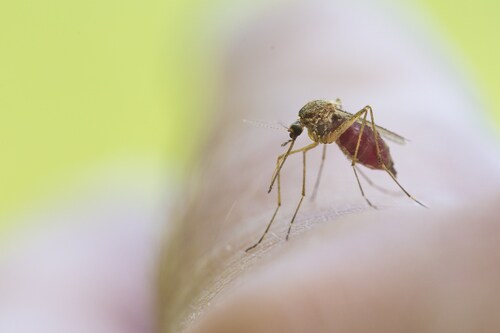 Mosquito. Image: Mircea C/Shutterstock.com