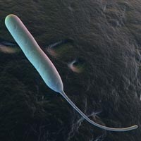   3d rendered close up of an isolated campylobacter jejuni bacteria