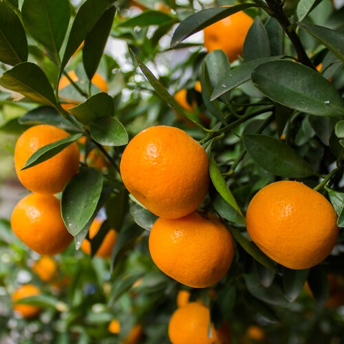 Mandarin Oranges