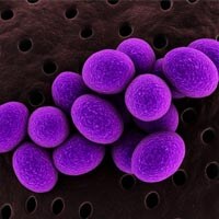 3d rendered close up of isolated staphylococcus bacteria