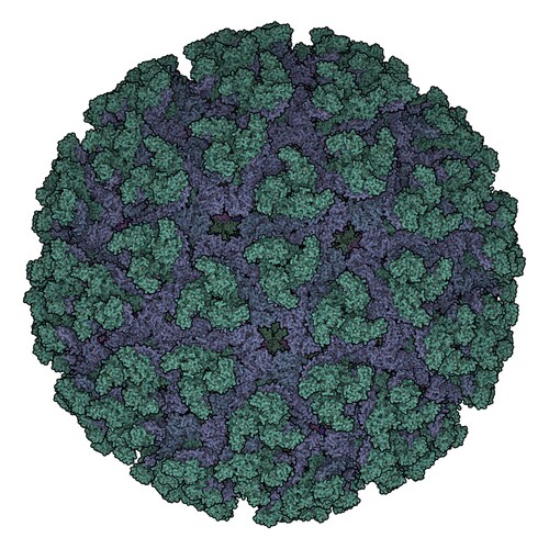 Chikungunya Virus