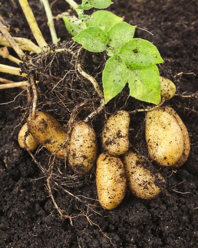 potato plant with tubers