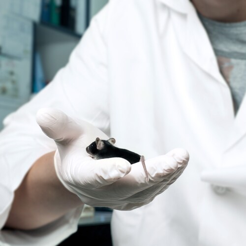 Scientist holding a mouse in gloved hand.