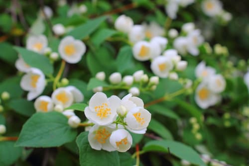mock orange - murraya paniculata