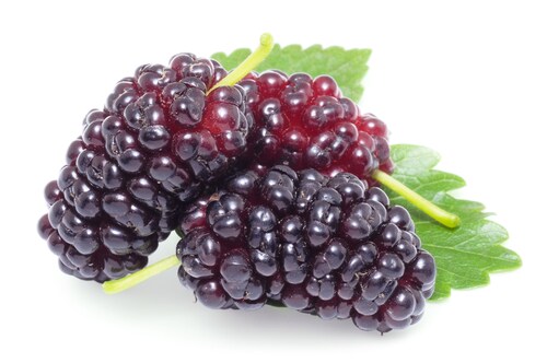Antioxidants Polyphenolic Content of Mulberries