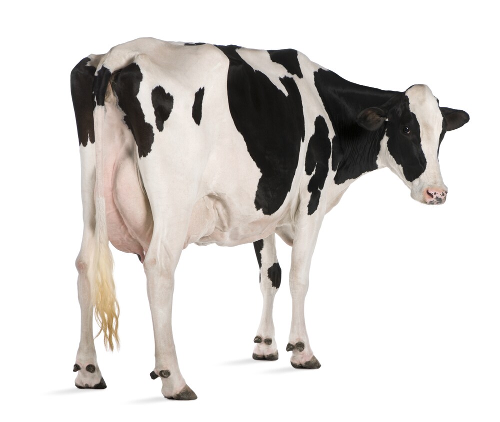 Improving Herd Health and Productivity with Rapid Mycoplasma Testing