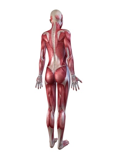 Female muscular system. Image: Sebastian Kaulitzki/Shutterstock.com