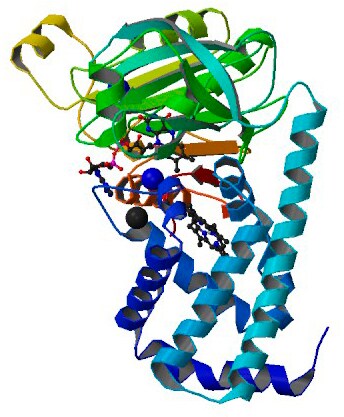 By NIH NCBI (NIH NCBI) [Public domain], via Wikimedia Commons