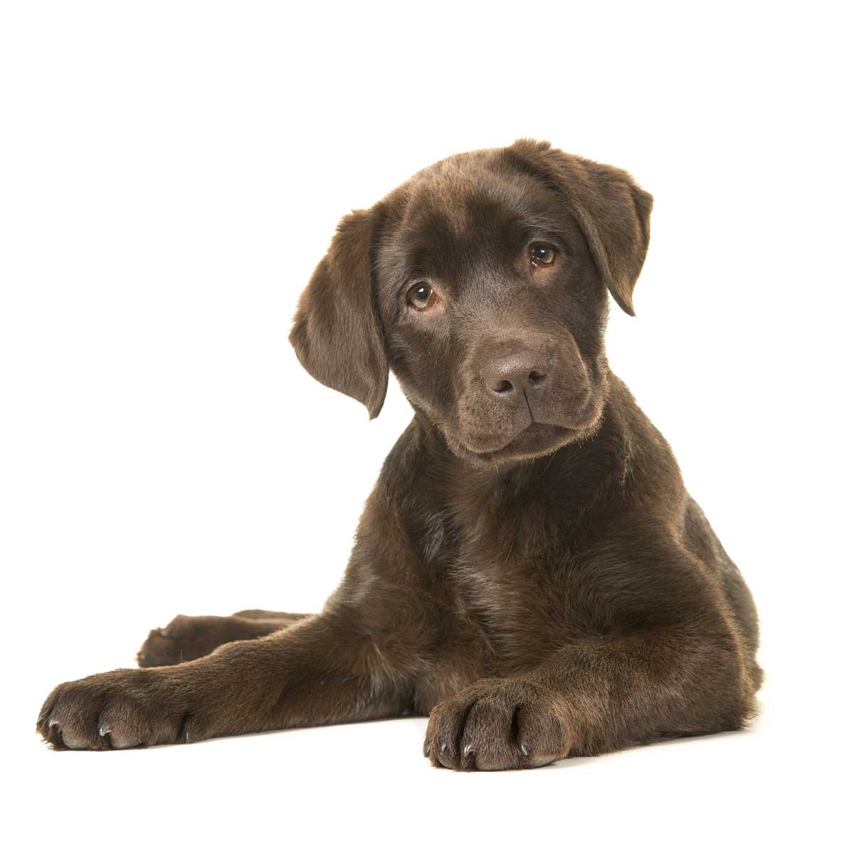 National Dog Day: Time to Give Your Lab Some Love - Life in the Lab