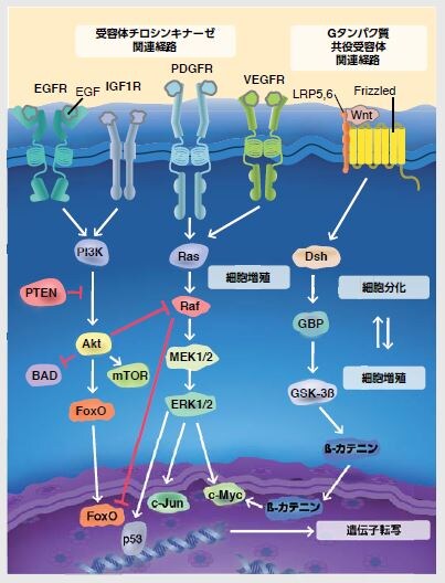 がん細胞タンパク質解析
