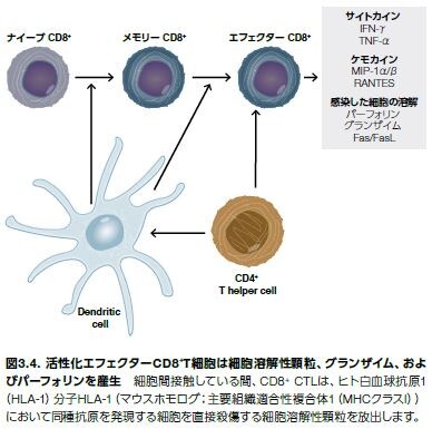 いまさら聞けないがんの基礎 3 がんと微小環境の関係とは Learning At The Bench