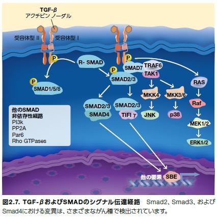 TGF-βおよびSMADのシグナル伝達経路