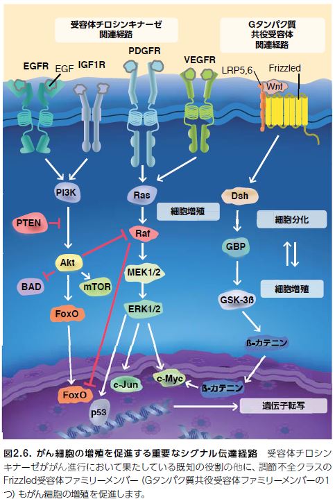 がん細胞の増殖を促進する重要なシグナル伝達経路