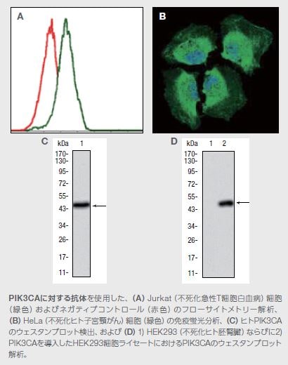 PIK3CAに対する抗体を使用した例