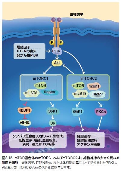 いまさら聞けないがんの基礎 8 Pi3k Akt Mtorシグナル伝達経路とは Learning At The Bench