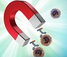 MagniSort Cell Separation kits