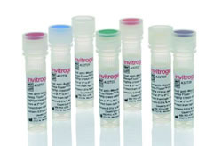 Alexa Fluor Plus Secondary Antibodies