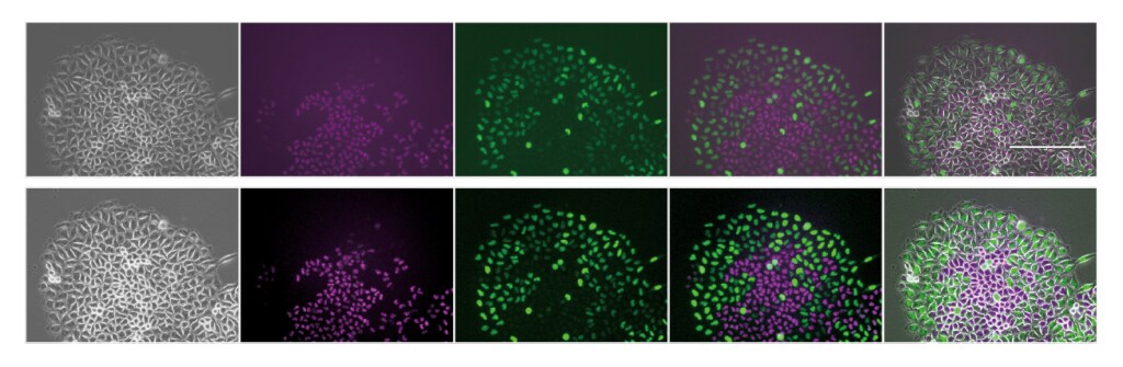 EVOS FL Cell imaging systemで撮影したFucci画像