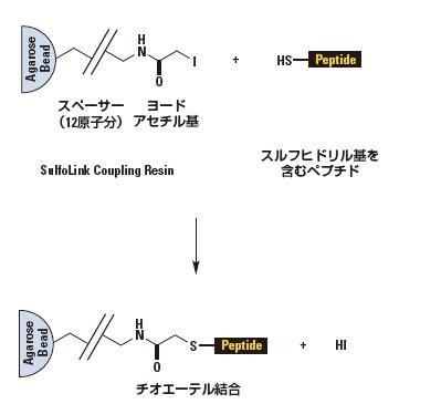 protein-basic13-fig3