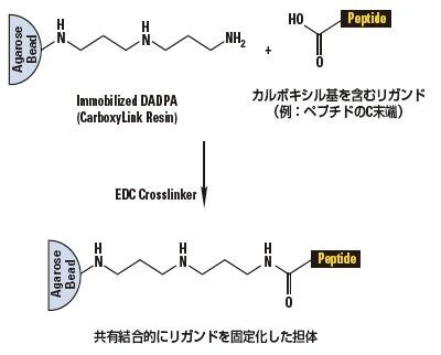 protein-basic13-fig4