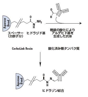 protein-basic13-fig5