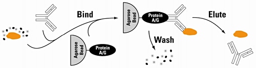 protein-basic21-fig
