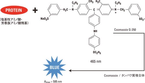 Bradford (Coomassie)法の反応スキーム