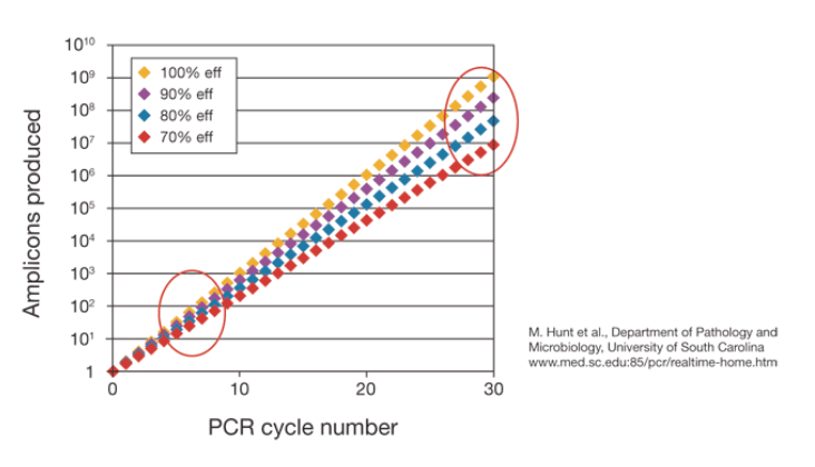 リアルタイムpcrにおける検量線による効率 感度および再現性の評価 Learning At The Bench