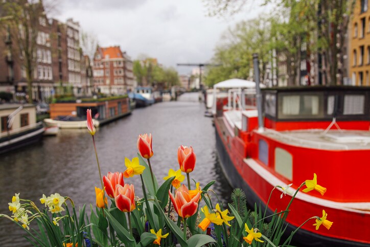 Spring tulip flowers in Amsterdam, Netherlands. Canal boats and floating water houses at Brouwersgracht canal in Amsterdam, Netherlands.