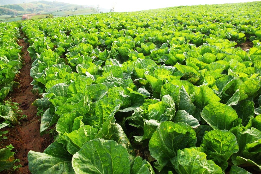 Food Safety And Fresh Greens For Young And Old