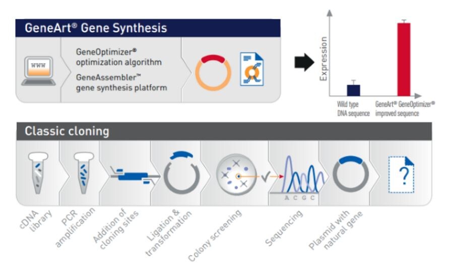 Cloning Of The Hts1 Gene And Verification Of Hts1 Function A