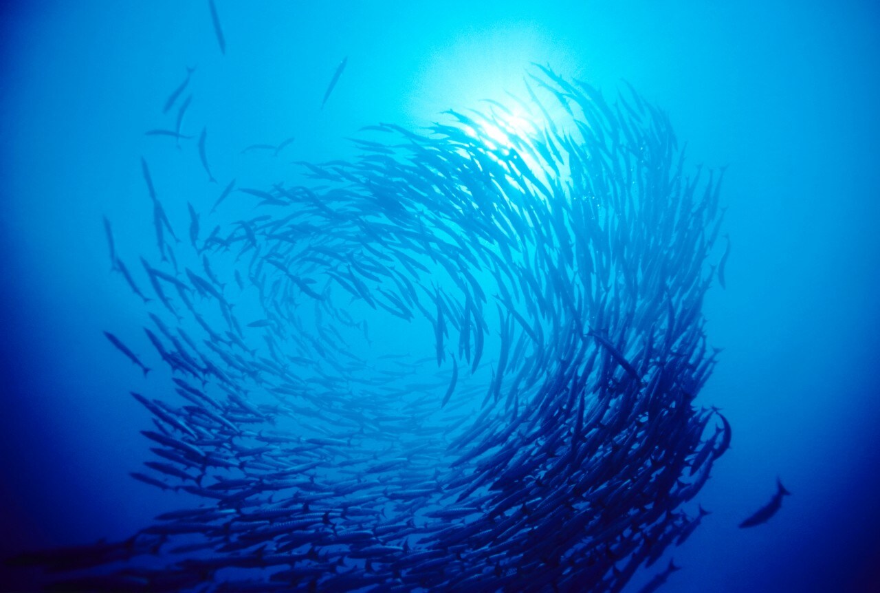 A group of fish swim in a circle. Image: 