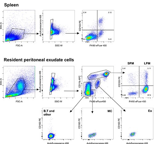 10 panels total, all dot plots. First 3 plots show gating in spleen sample, final plot is CD163 PE vs. F4/80 eFluor 450. Remaining 7 plots show gating in the resident peritoneal exudate cells (first 3 plots), and 4 plots show CD163 PE staining in different cell subsets. 