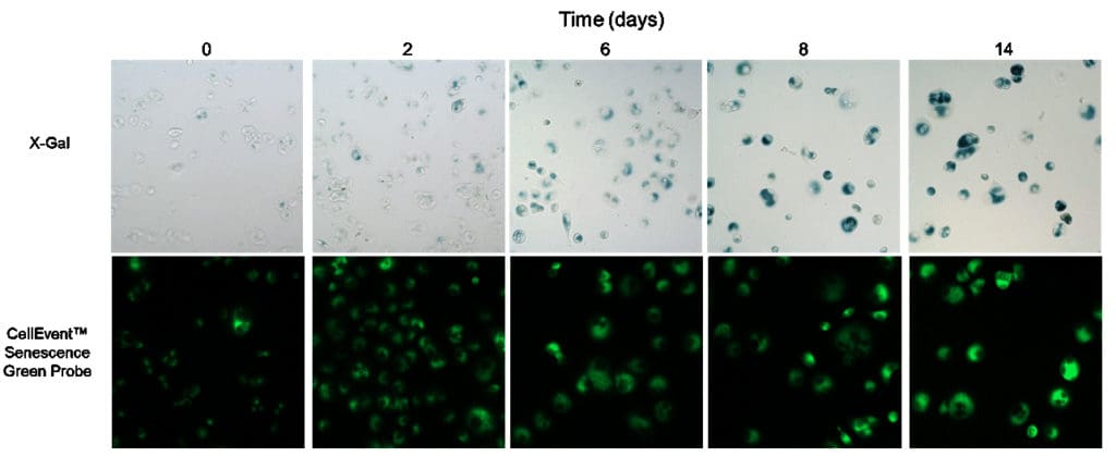 Senescent and non-senescent cells treated with CellEvent Senescence Green Probe or X-gal. 