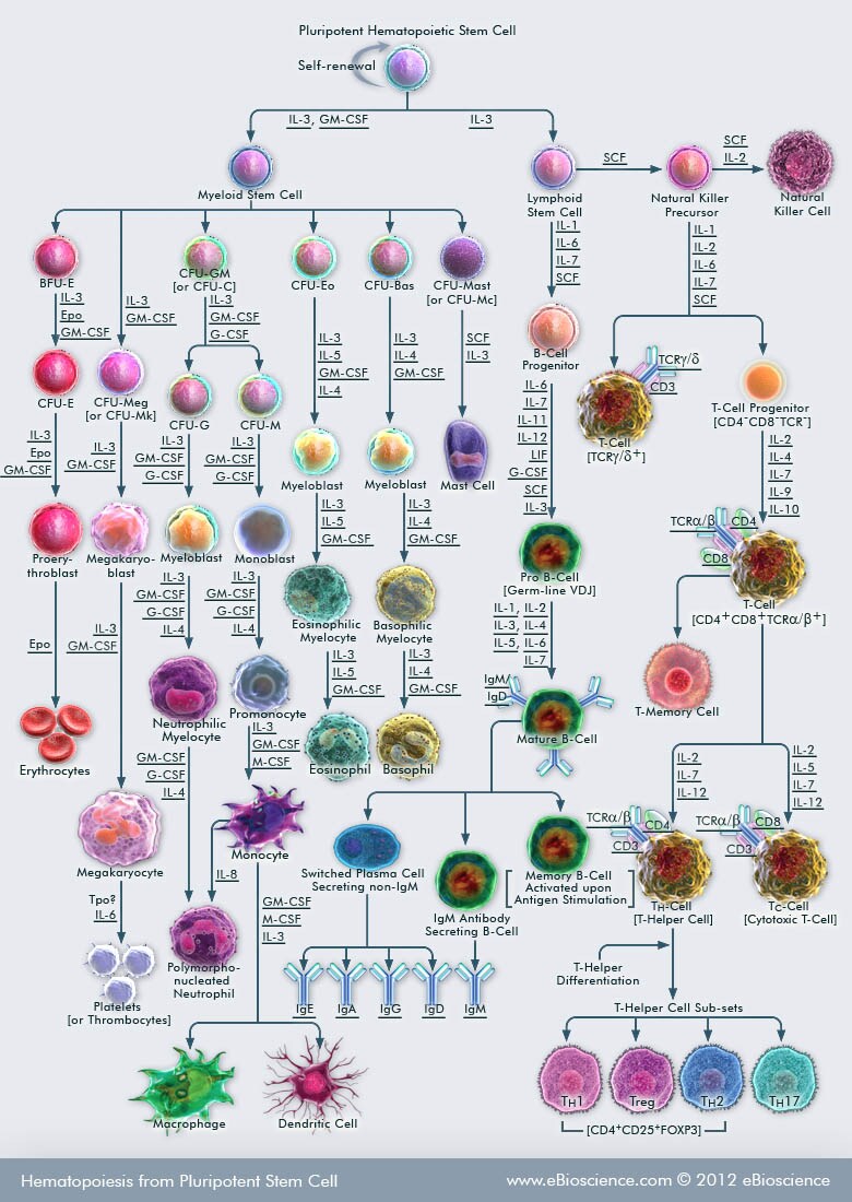 Hematopoietic Stem Cell Chart