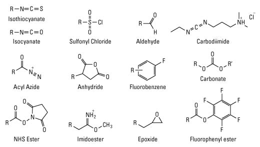 Selected amine-reactive chemical groups