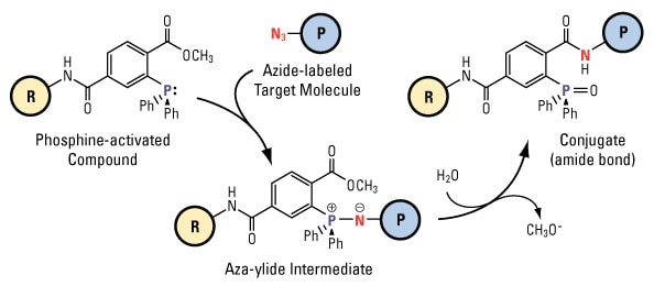 Staudinger Ligation Reaction Chemistry Thermo Fisher