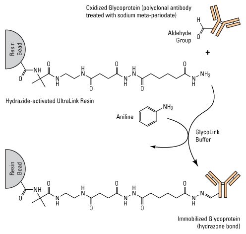 chemistry diagram illustrating the production of hydrazide-activated resins