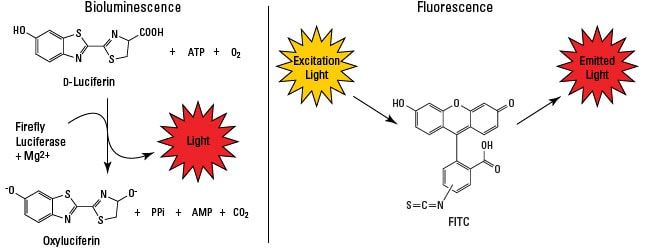 Luciferase Reporters | Thermo Fisher Scientific - TR