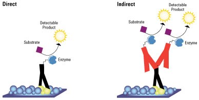 Elispot assay principle