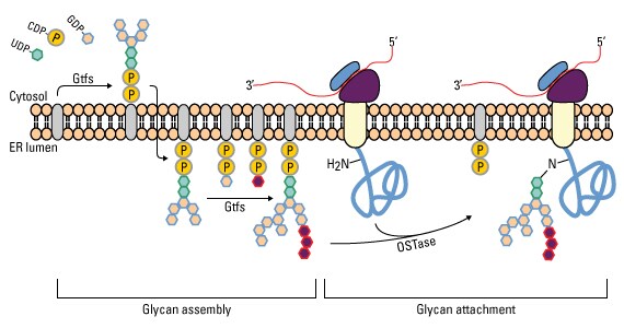 Glycosylation Thermo Fisher Scientific Us