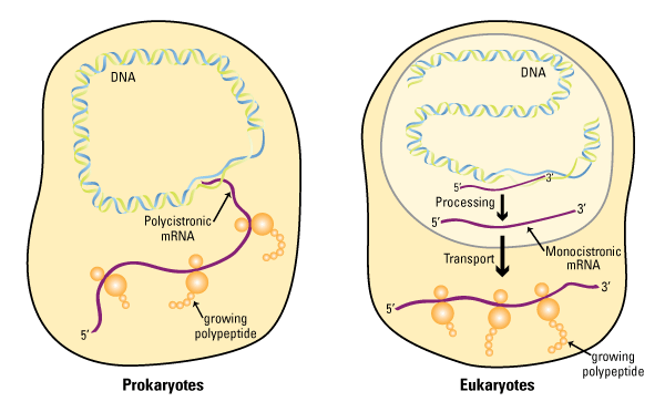 Overview Of Protein Expression Systems Thermo Fisher Scientific Us